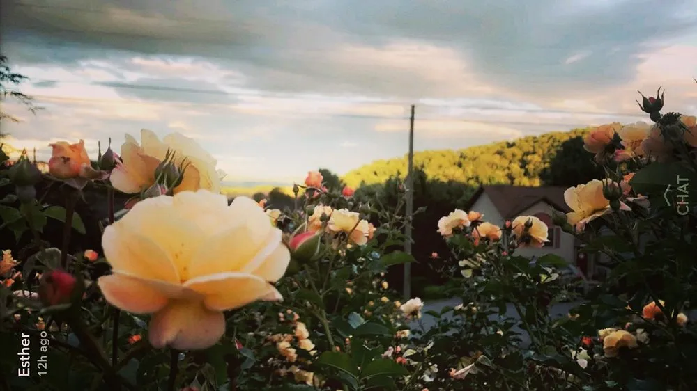 Local residential landscaping in Staunton, VA - Custom Gardening Services