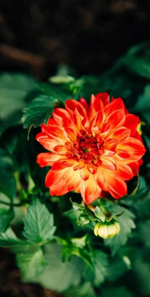 Custom yard maintenance in Staunton, VA by Custom Gardening Services