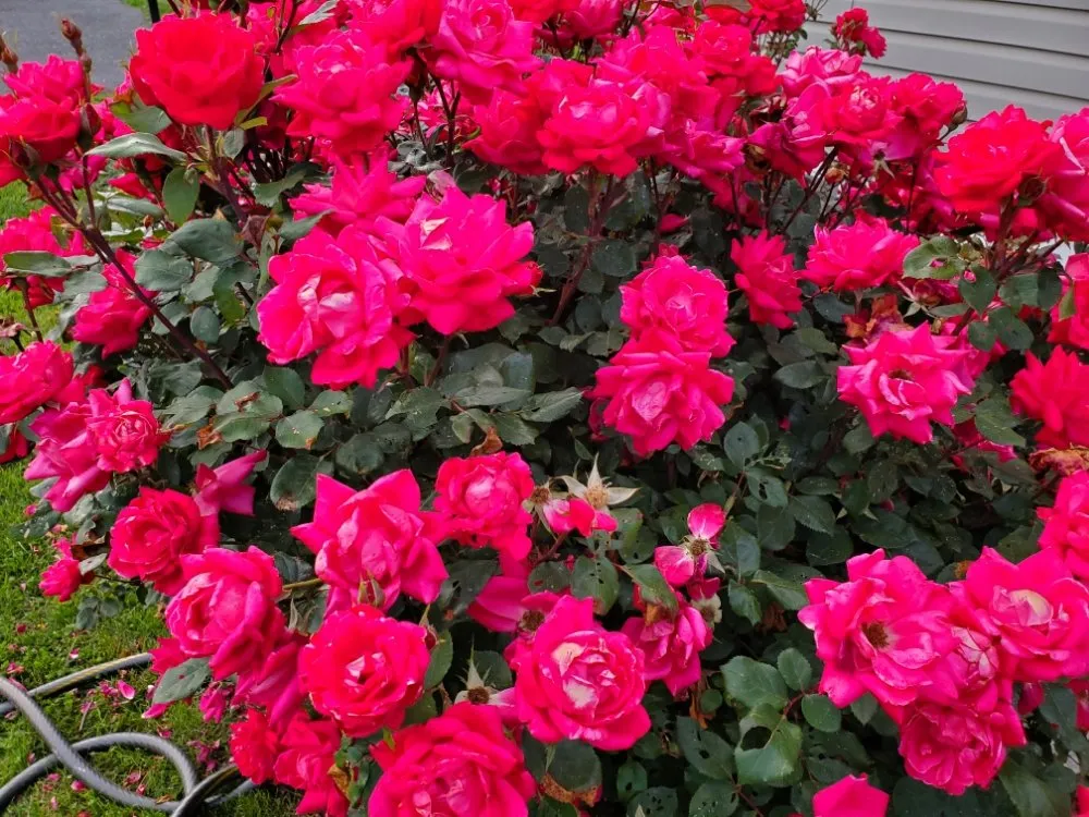 Affordable landscaping services in Staunton, VA - Custom Gardening Services