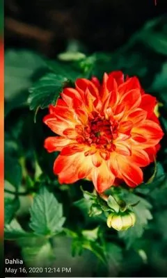 Custom Gardening Services