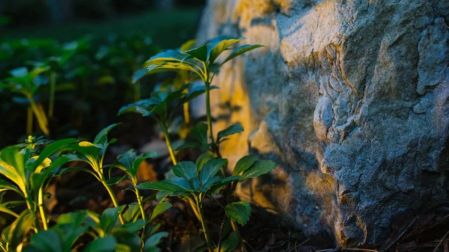 Professional landscaping services for year-round maintenance in Yorktown, VA by Custom Gardens