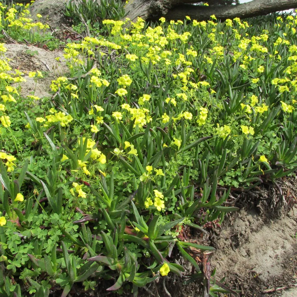 Top-rated landscape design for residential properties across San Rafael, CA - Custom Hort Landscape