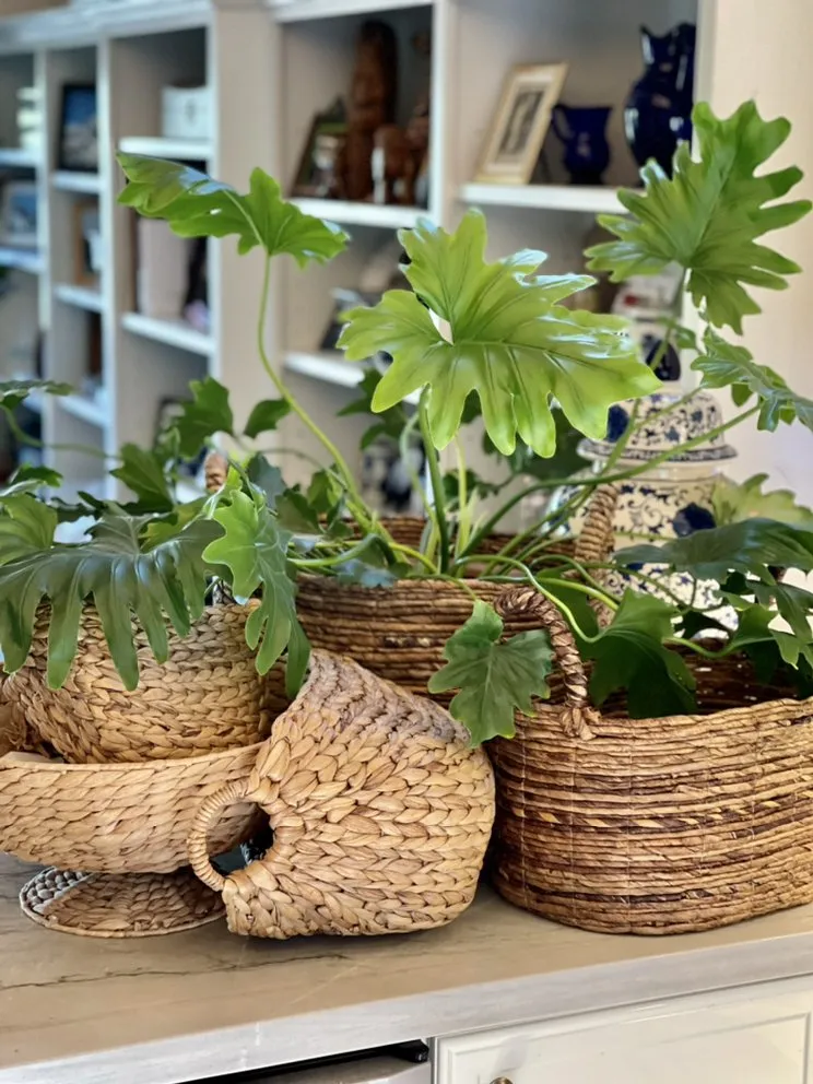 Reliable yard maintenance experts serving San Rafael, CA - Custom Hort Landscape