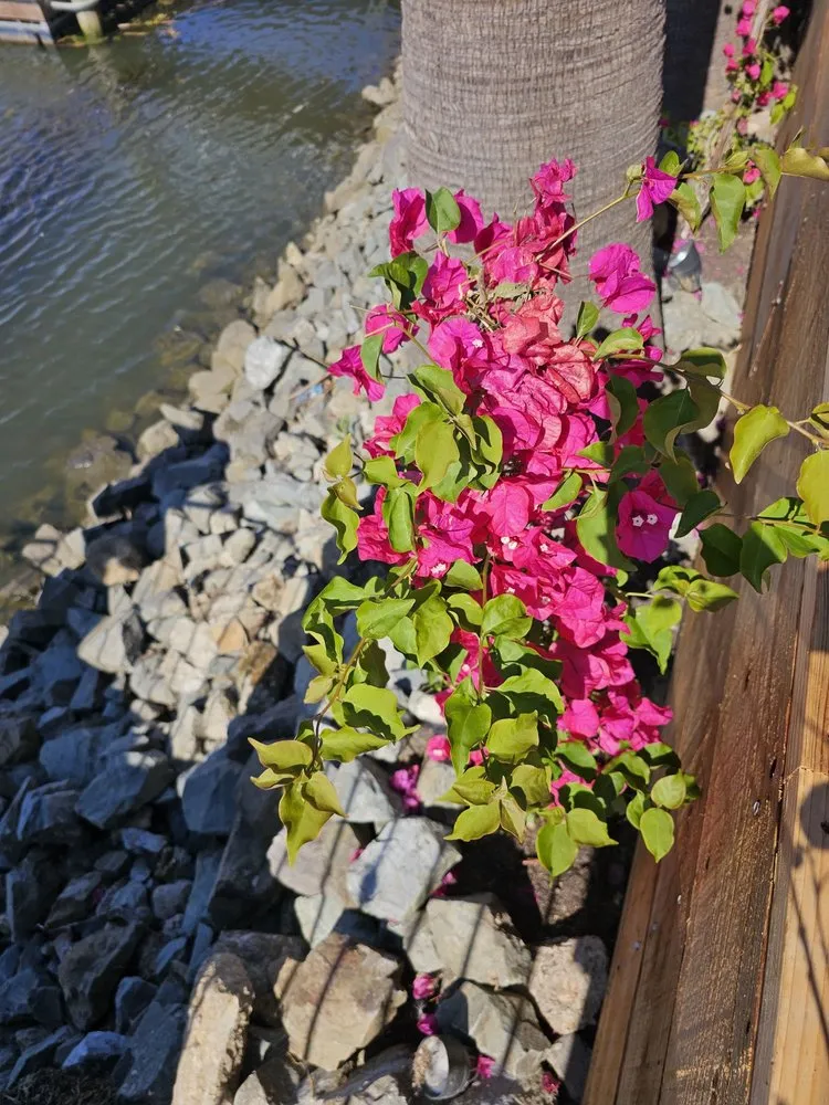 Local outdoor landscaping in San Rafael, CA by Custom Hort Landscape