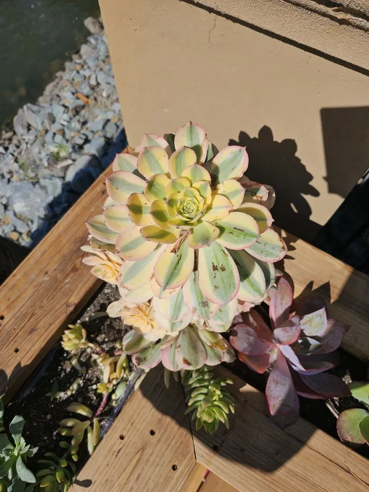 Expert lawn mowing service experts serving San Rafael, CA - Custom Hort Landscape