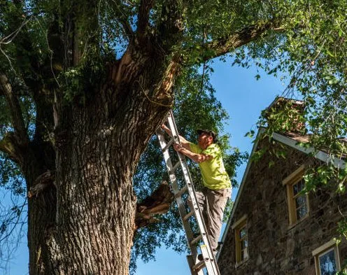 Top-rated landscape installation experts serving Daytona Beach, FL - Custom Lakefronts and Tree Care