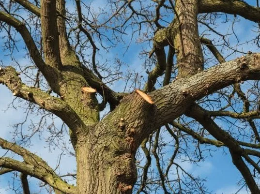 Professional landscape design in Daytona Beach, FL by Custom Lakefronts and Tree Care