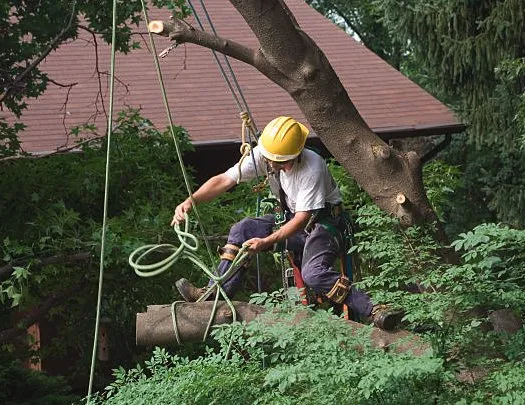 Expert landscape design experts serving Daytona Beach, FL - Custom Lakefronts and Tree Care