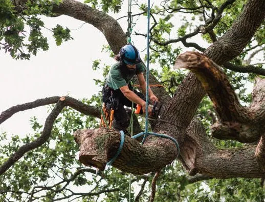 Affordable outdoor landscaping in Daytona Beach, FL by Custom Lakefronts and Tree Care