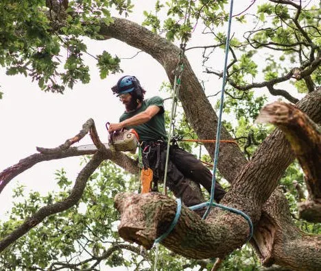 Custom Lakefronts and Tree Care Logo