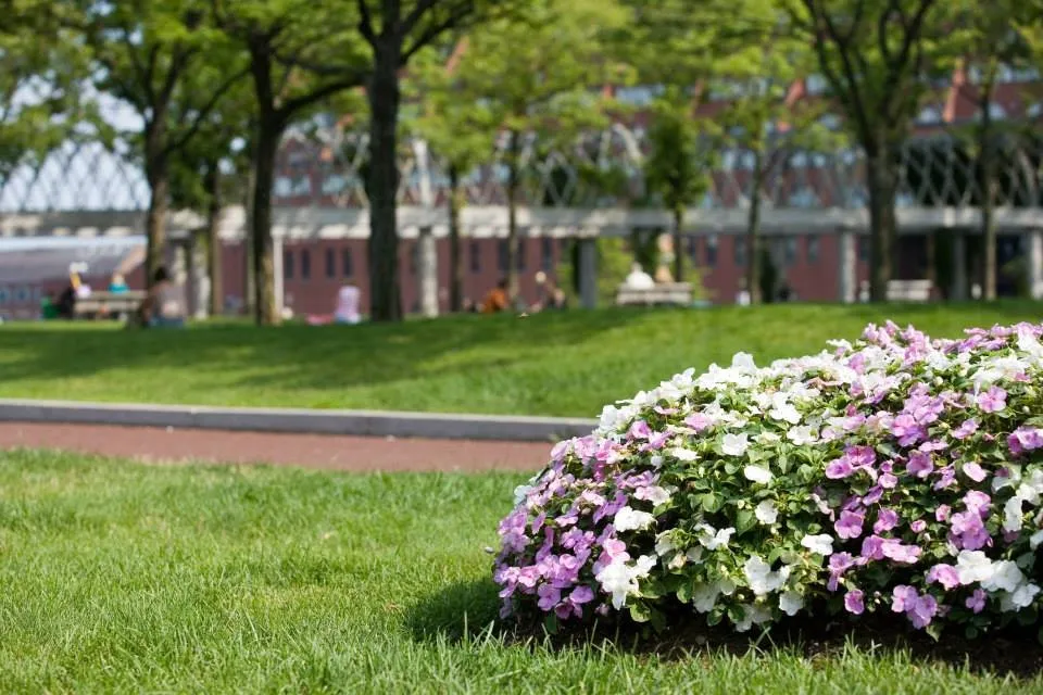 Reliable lawn care service experts serving Hollywood, SC - Custom Landscaping Of Charleston