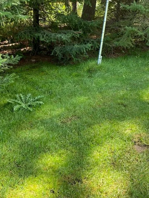 Affordable yard maintenance for beautiful yards in Eagle River, WI by Custom Landscaping of Eagle River Inc