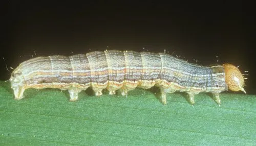 Professional lawn care service for outdoor upgrades across Olathe, KS - Custom Lawn & Landscape