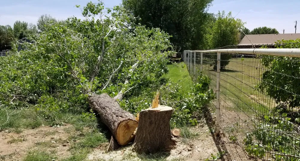 Affordable lawn care service experts serving Phoenix, AZ - Custom Lawns