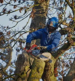 Affordable landscaping services near you across Phoenix, AZ - Custom Lawns