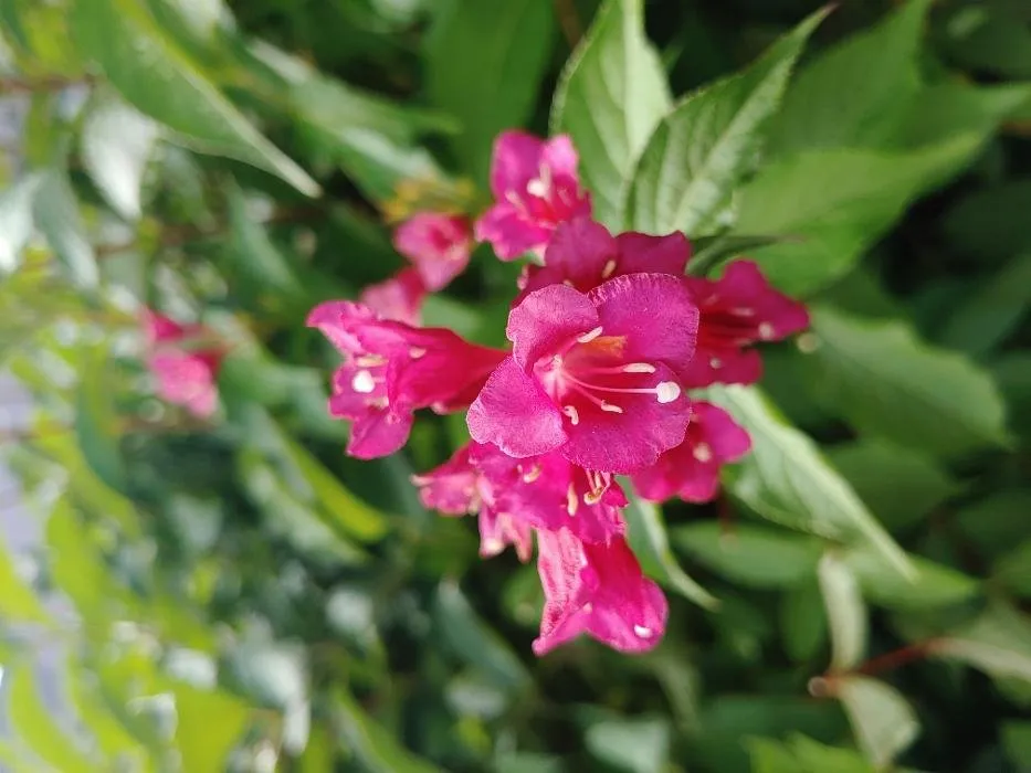 Local outdoor landscaping experts serving Hamburg, NY - Custom Outdoor Solutions