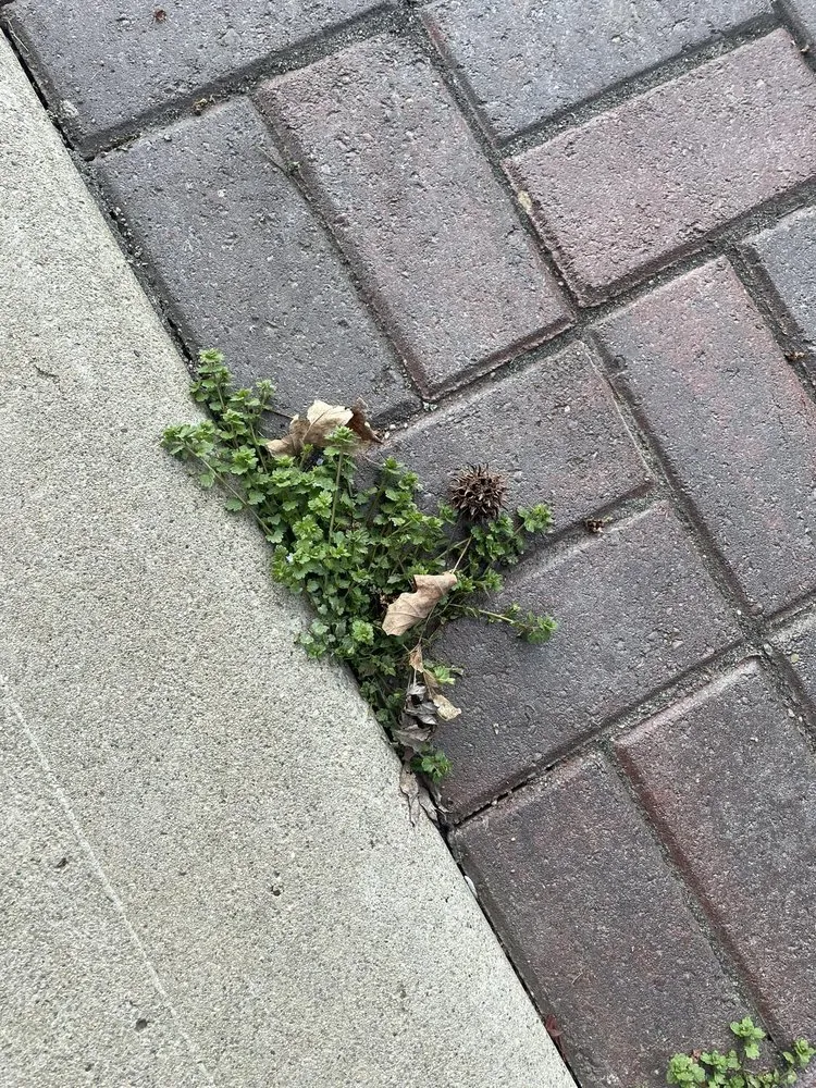 Custom landscaping services for residential properties across West Milton, OH - Custom Personal Pavers