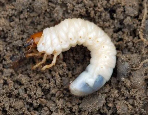 Custom outdoor landscaping in Flint, MI - Custom Personalized Lawn Care