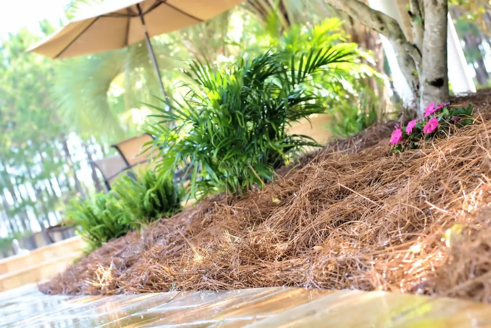 Trusted yard cleanup service in High Springs, FL - Custom Pine Straw