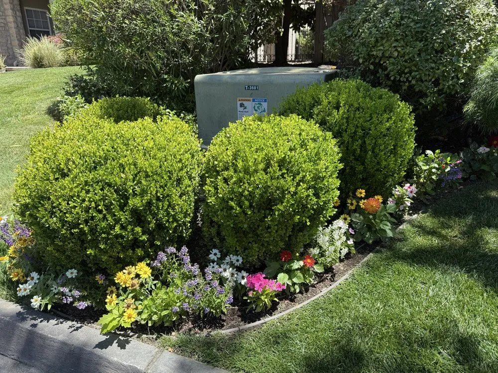 Trusted landscape installation experts serving Folsom, CA - Custom Plantings