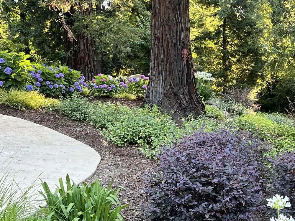 Professional lawn care service in Folsom, CA - Custom Plantings