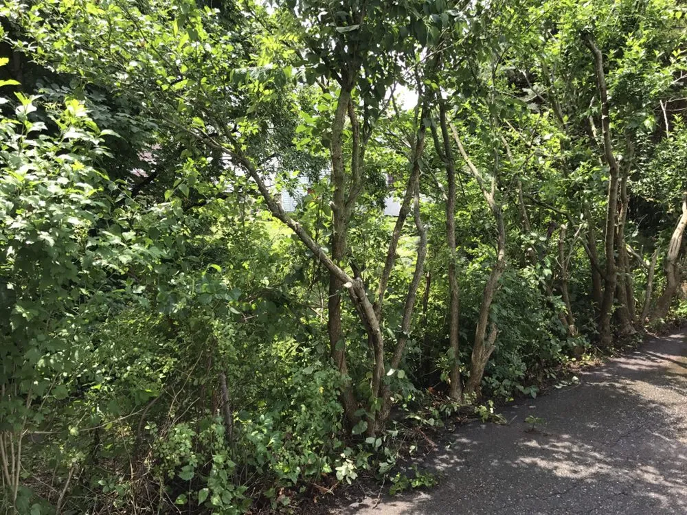 Custom yard maintenance for homes in Wrentham, MA by Custom Scapes Landscape Services Complete Property Maintenance