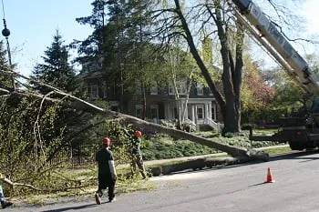 Custom lawn care service in Copley, OH - Custom Tree & Lawn