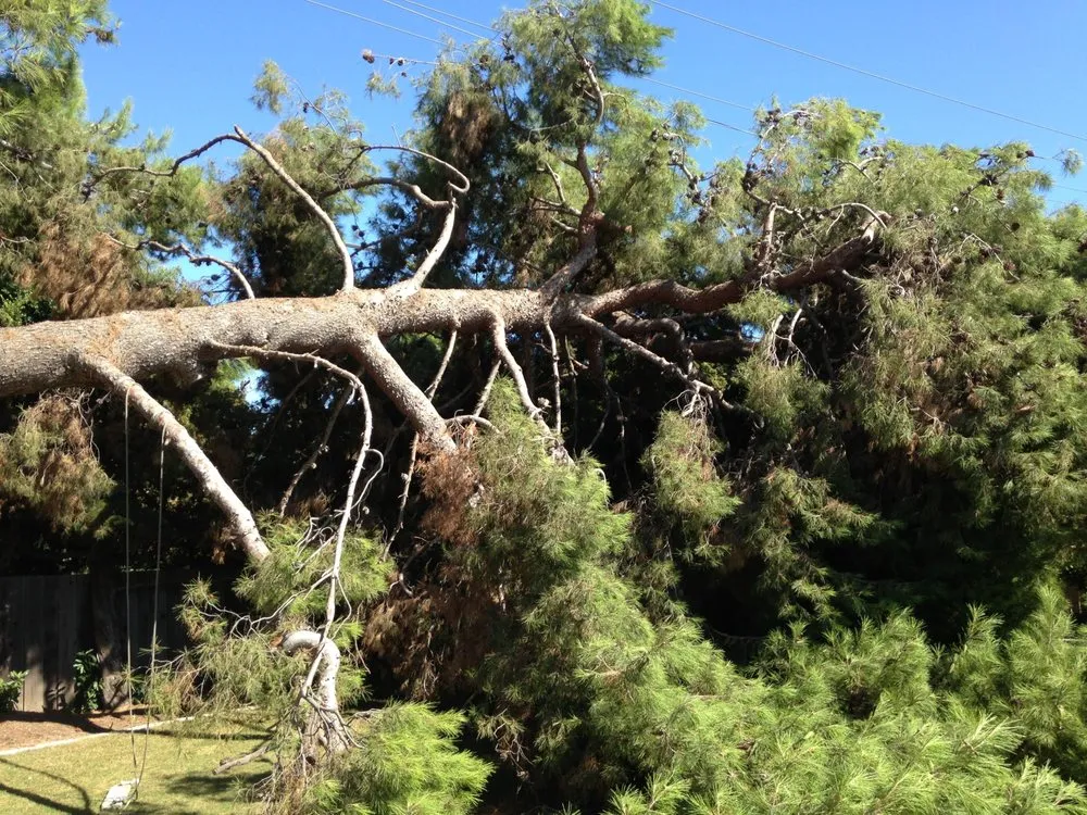 Reliable residential landscaping in Chickasha, OK - Custom Tree Service