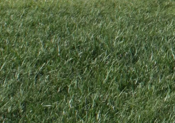 Custom outdoor landscaping in Quincy, IL - Custom Turf