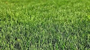 Reliable yard cleanup service in Colleyville, TX - Custom Turf Services