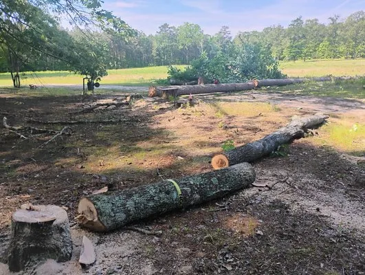 Cut & Care Tree Removal and Landscaping