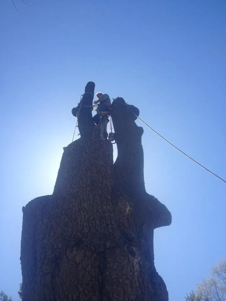 Expert landscaping services experts serving Stroudsburg, PA - Cut & Go Tree Care