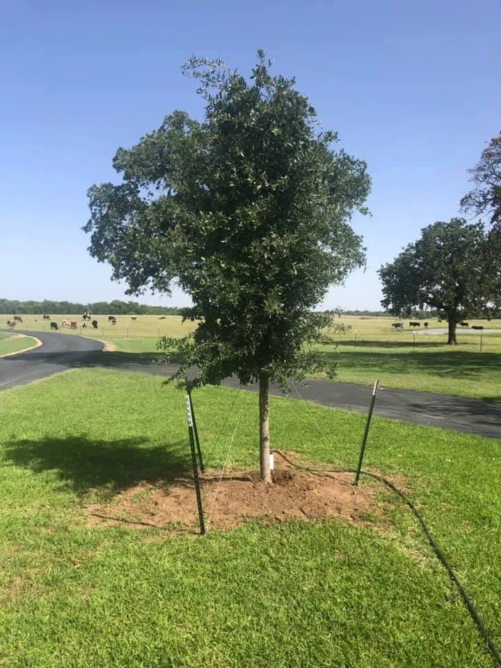 Trusted landscaping services in Bridgeport, TX - Cut & Grow Lawn Service