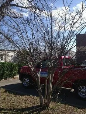 Trusted landscaping services experts serving Myrtle Beach, SC - Cut A Way Lawns & Property Service