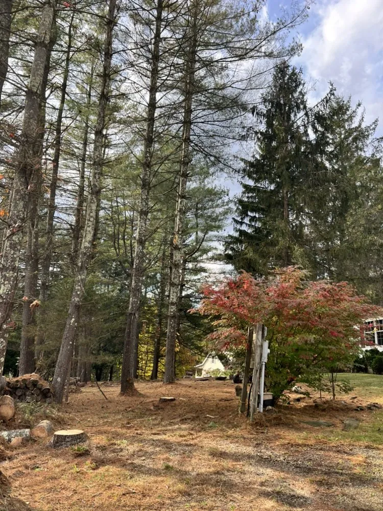 Reliable yard cleanup service in Wellston, OH by Cut Above Lawn and Tree