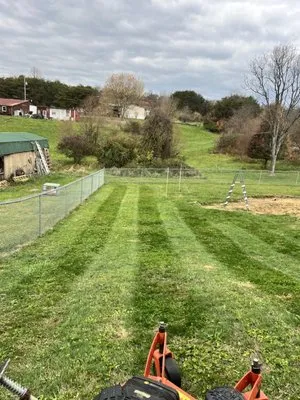 Cut Above Lawn and Tree