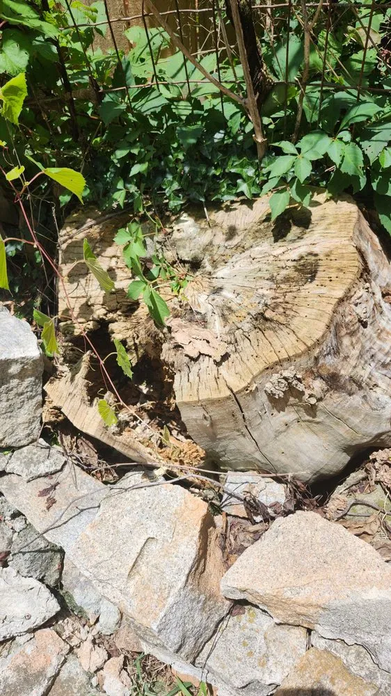 Trusted lawn mowing service near you across Atlanta, GA - Cut Care Lawn and Tree Service