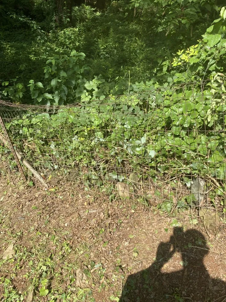 Custom yard cleanup service experts serving Atlanta, GA - Cut Care Lawn and Tree Service