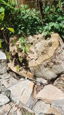 Cut Care Lawn and Tree Service Logo