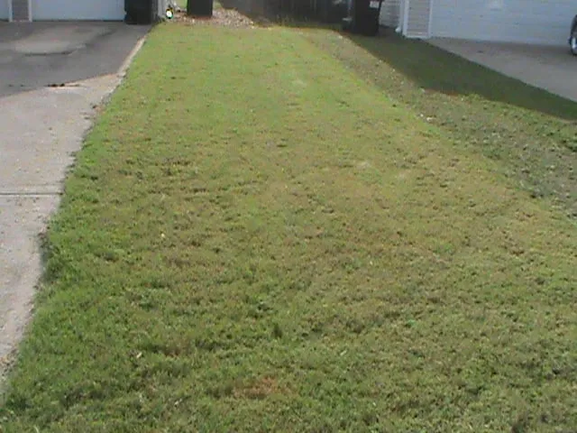 Expert yard cleanup service in Rome, GA by Cut Grass and Lawn Care