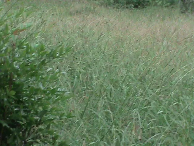 Local outdoor landscaping experts serving Rome, GA - Cut Grass and Lawn Care