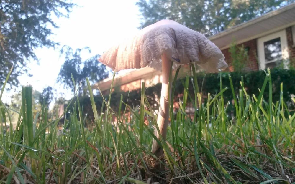 Expert landscape design with custom design across Wilmington, OH - Cut it Lawn Care and Tree Services