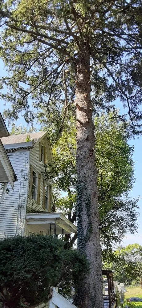 Local lawn mowing service in Wilmington, OH - Cut it Lawn Care and Tree Services