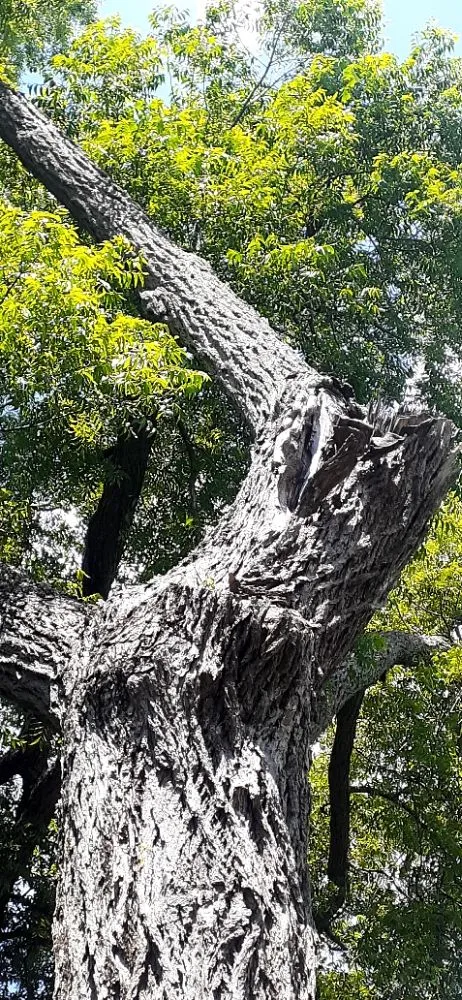 Expert yard maintenance in Wilmington, OH by Cut it Lawn Care and Tree Services