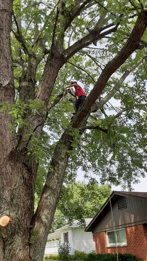Custom residential landscaping for outdoor upgrades in Wilmington, OH by Cut it Lawn Care and Tree Services
