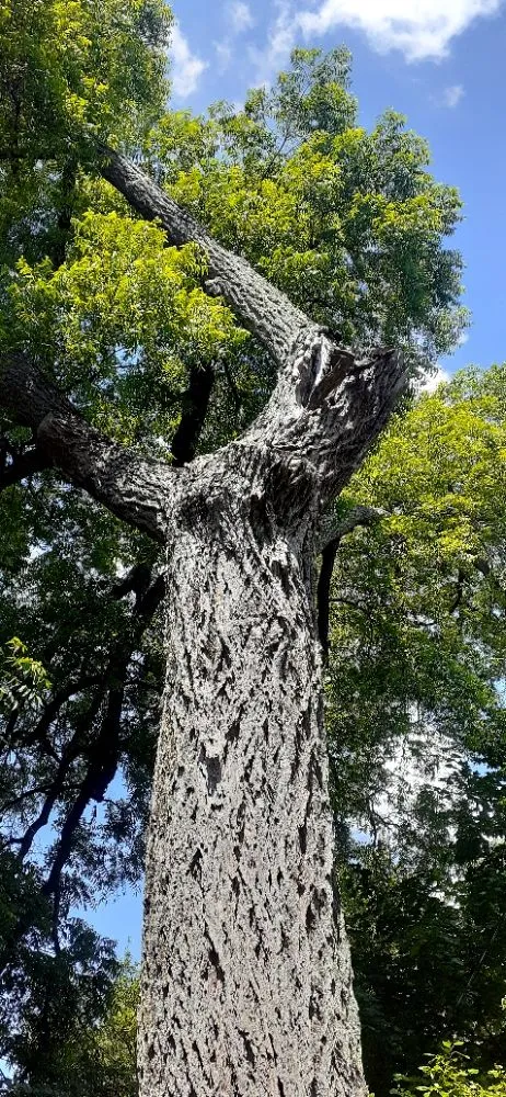 Expert landscaping services for year-round maintenance in Wilmington, OH by Cut it Lawn Care and Tree Services