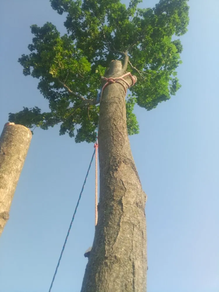 Top-rated landscape design for year-round maintenance in Wilmington, OH by Cut it Lawn Care and Tree Services