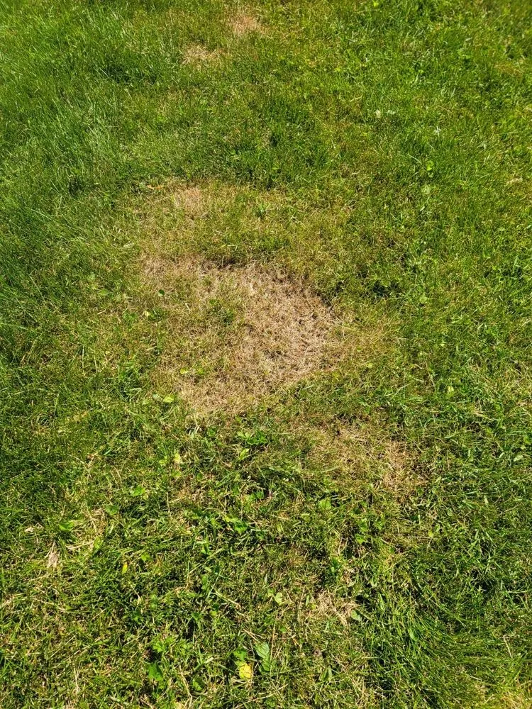 Expert yard cleanup service for residential properties in Royal Oak, MI by Cut King Lawn Care