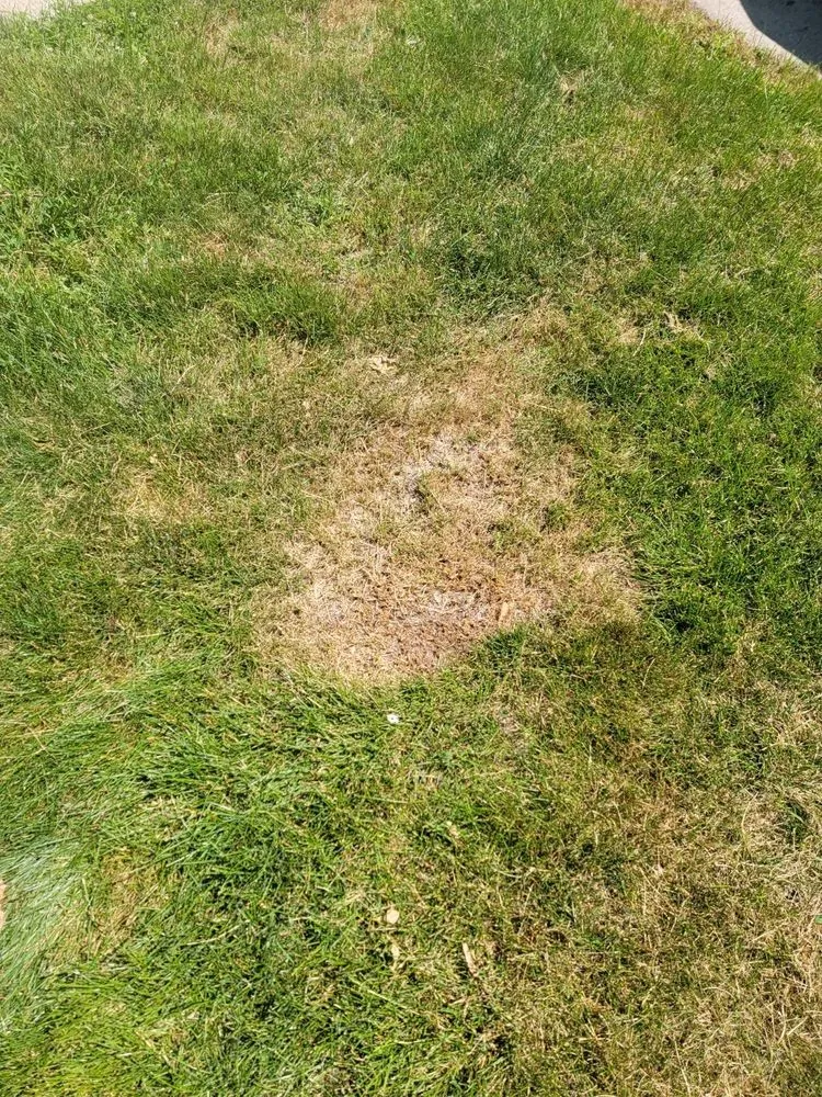 Affordable landscaping services in Royal Oak, MI by Cut King Lawn Care