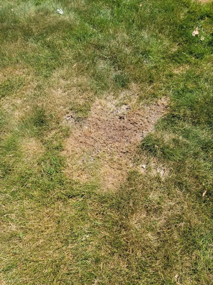 Top-rated lawn mowing service in Royal Oak, MI - Cut King Lawn Care